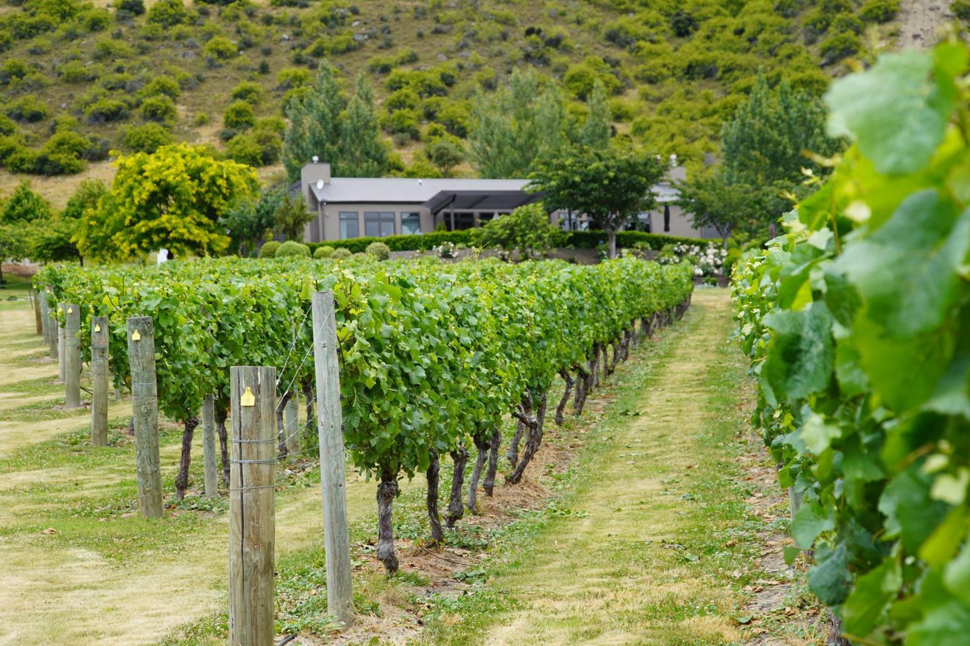 Mt Rosa Lodge Boutique Vineyard Accommodation วานากา ภายนอก รูปภาพ