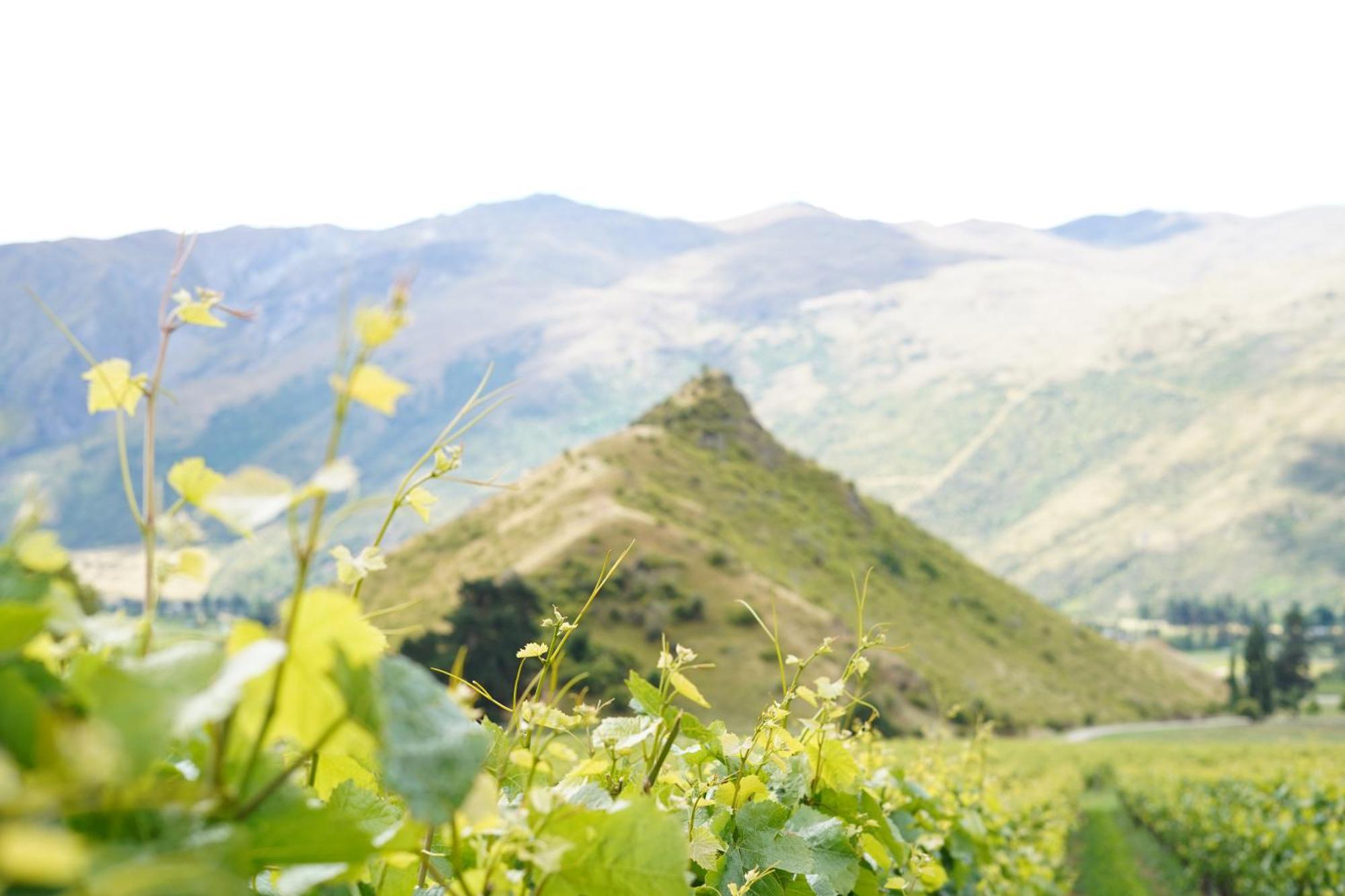 Mt Rosa Lodge Boutique Vineyard Accommodation วานากา ภายนอก รูปภาพ