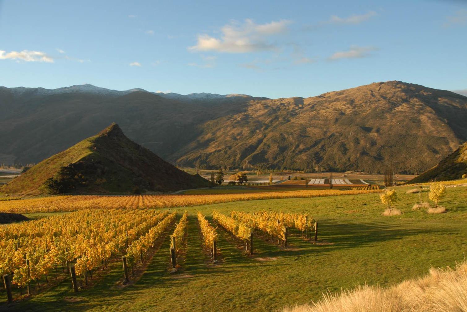 Mt Rosa Lodge Boutique Vineyard Accommodation วานากา ภายนอก รูปภาพ